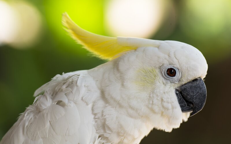 White Cockatoo with Yellow Crest — Calm, Photograph