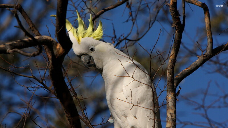 White Cockatoo with Yellow Crest — Calm