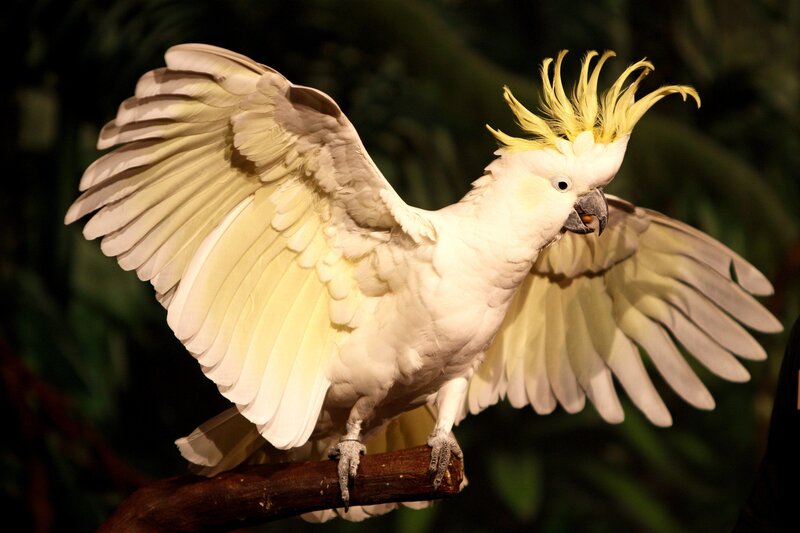 White Cockatoo with Yellow Crest — Dramatic