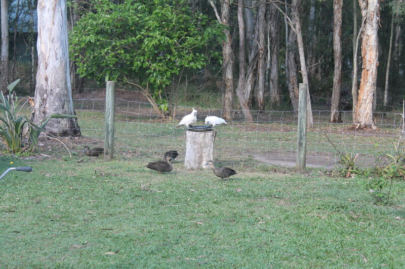 White Cockatoos and Ducks