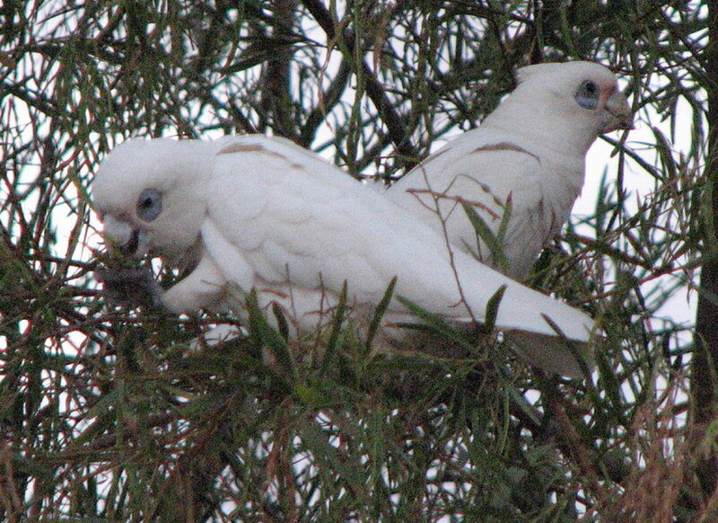 White Cockatoos in Tree
