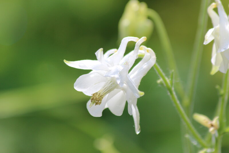White Columbine Flower — Serene, Afternoon