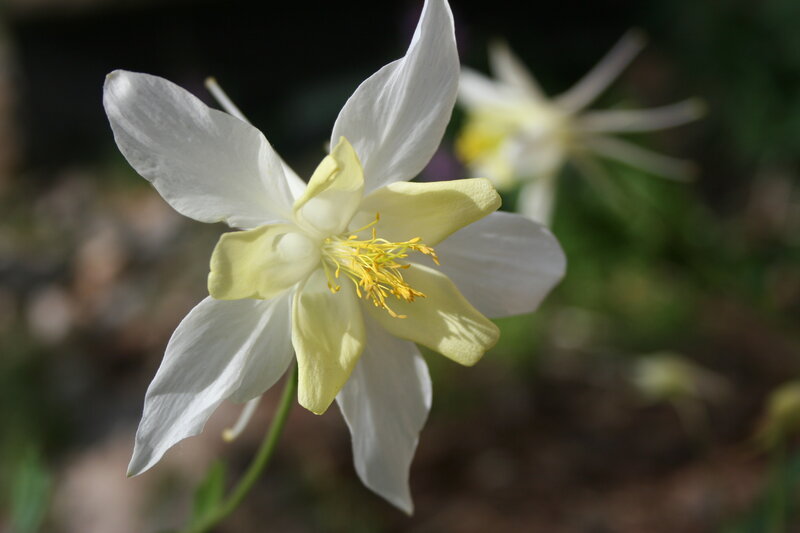 White Columbine Flower — Serene