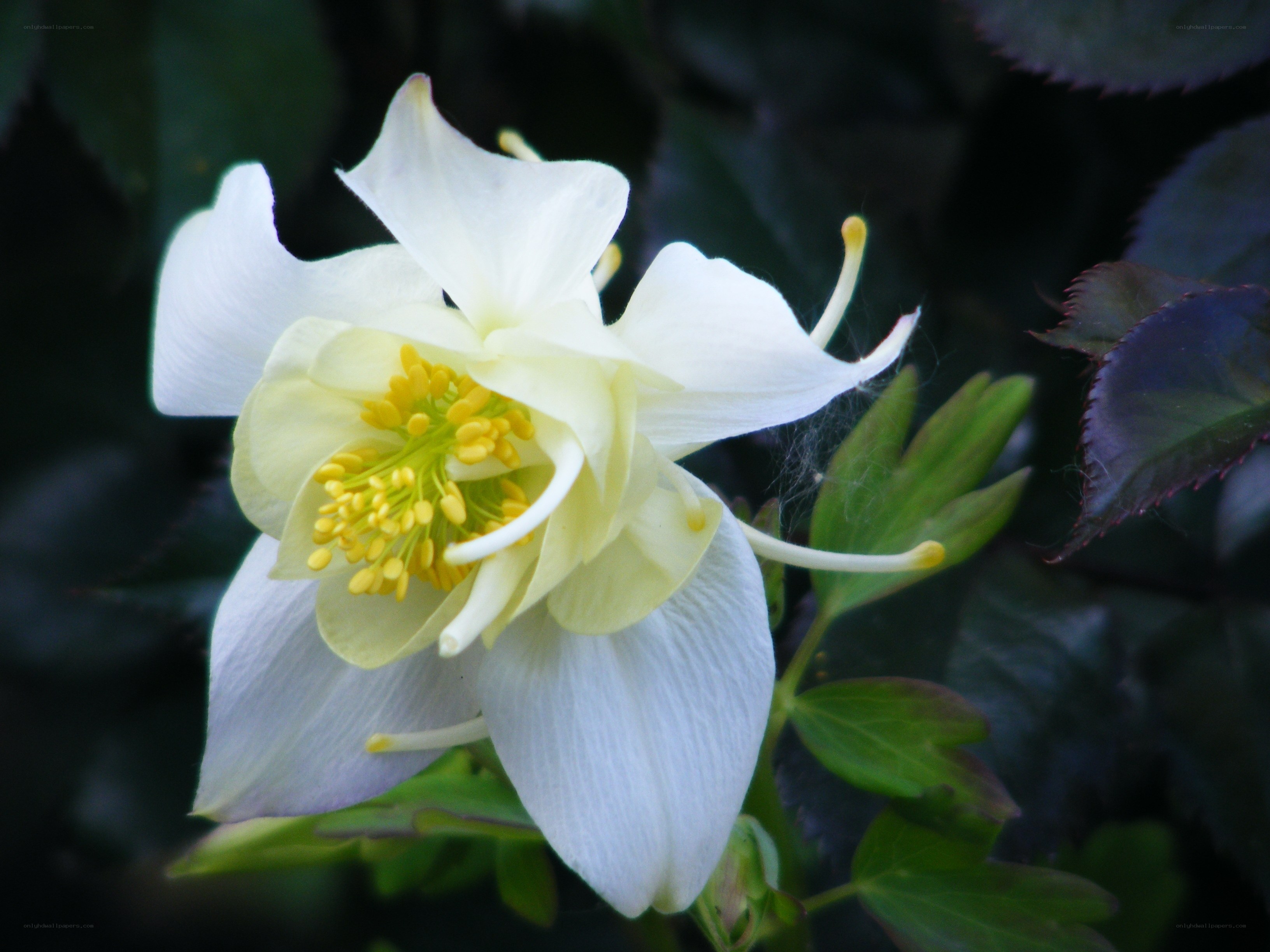 white columbine flower