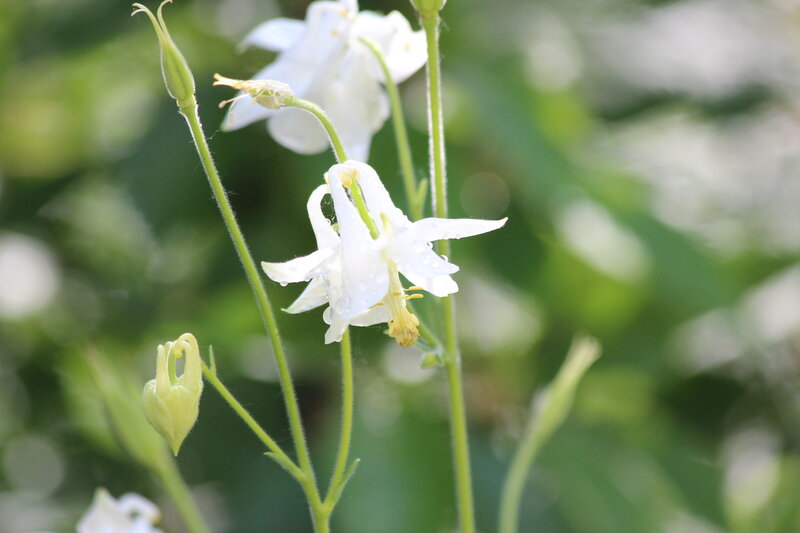 White Columbine Flowers