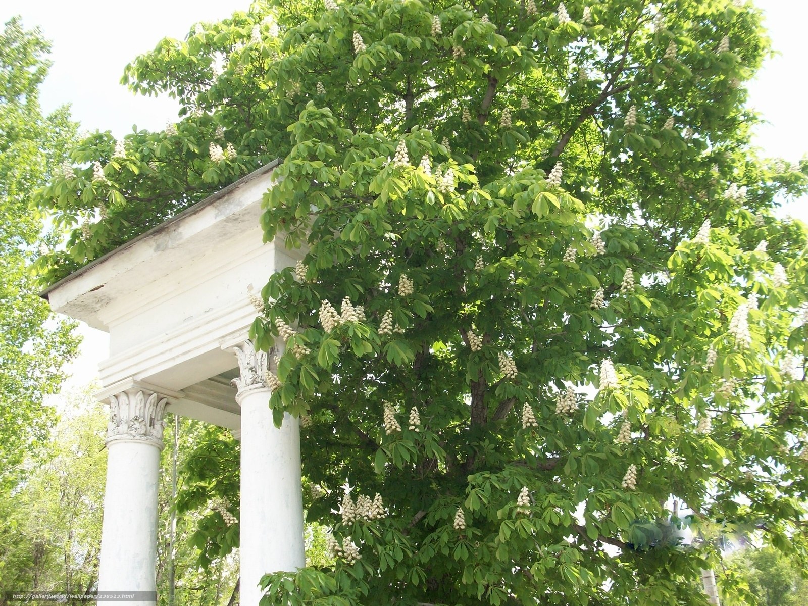 white columns and flowering tree