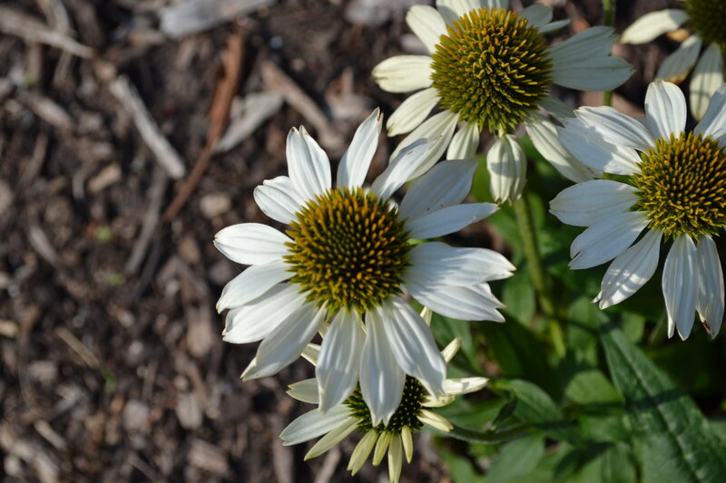 White Coneflower Blooms — Calm