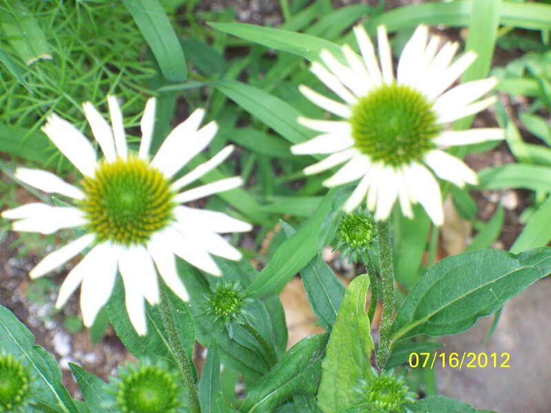 White Coneflower Blooms — Natural