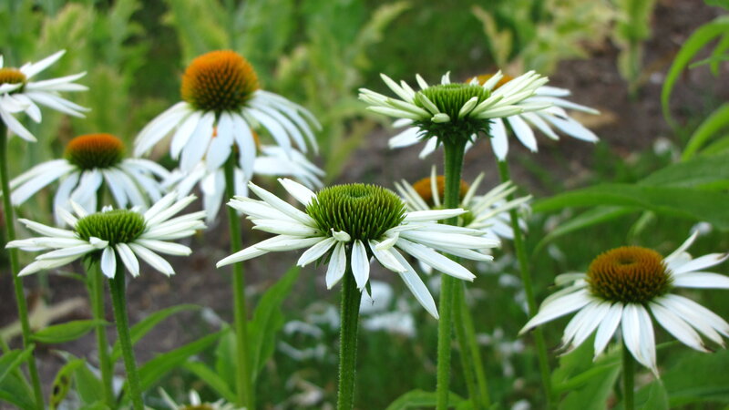 White Coneflower Blooms