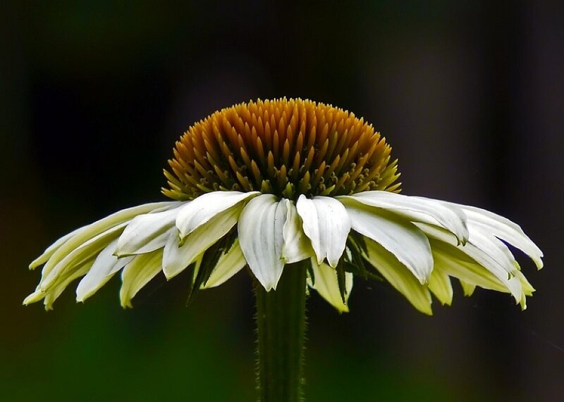 White Coneflower in Bloom