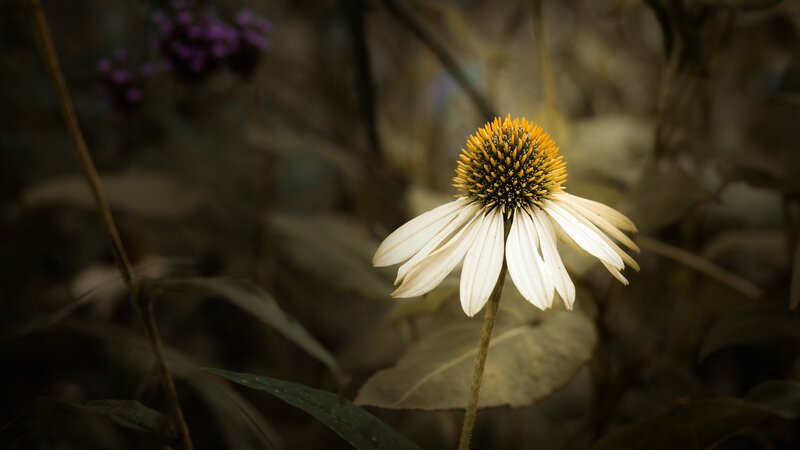 White Coneflower in Garden