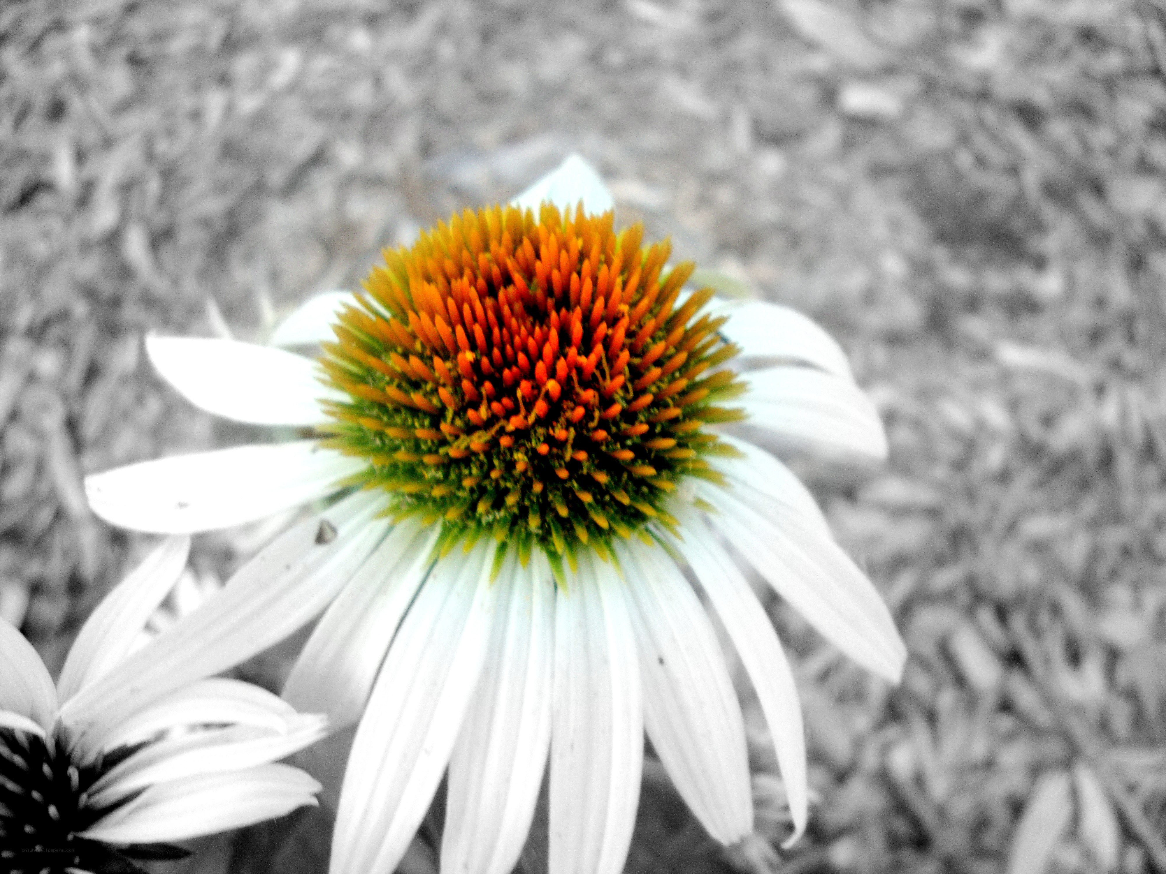 White coneflower with orange center