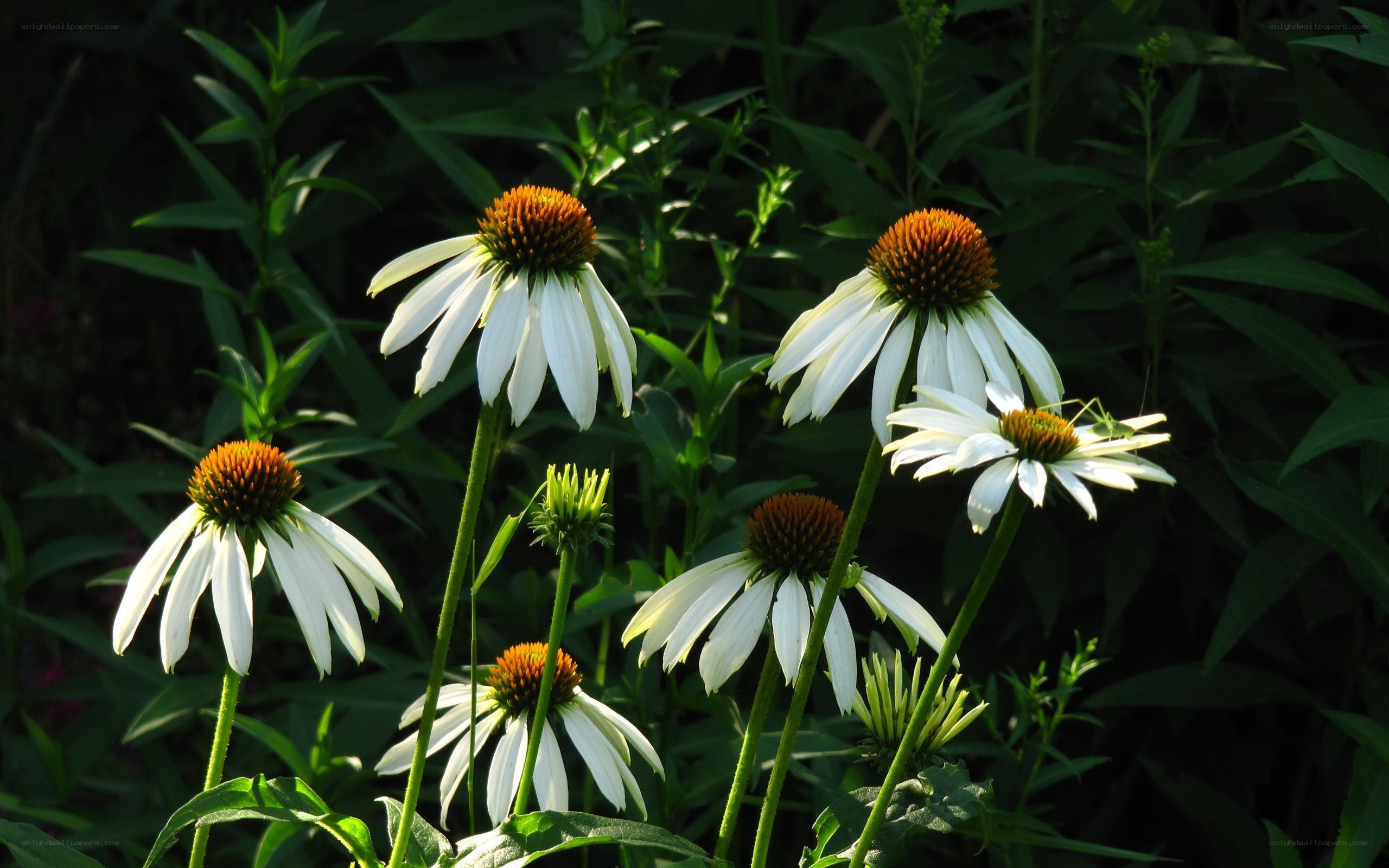 White coneflowers in garden