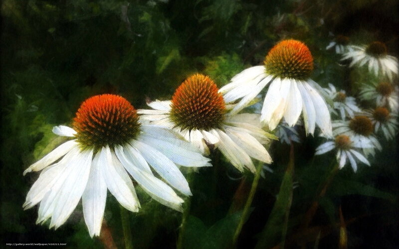 White Coneflowers in Garden — Serene, Afternoon, Photograph