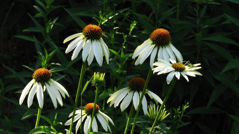 White Coneflowers in Garden — Serene, Afternoon