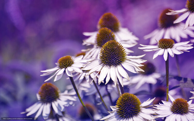 White Coneflowers in Purple