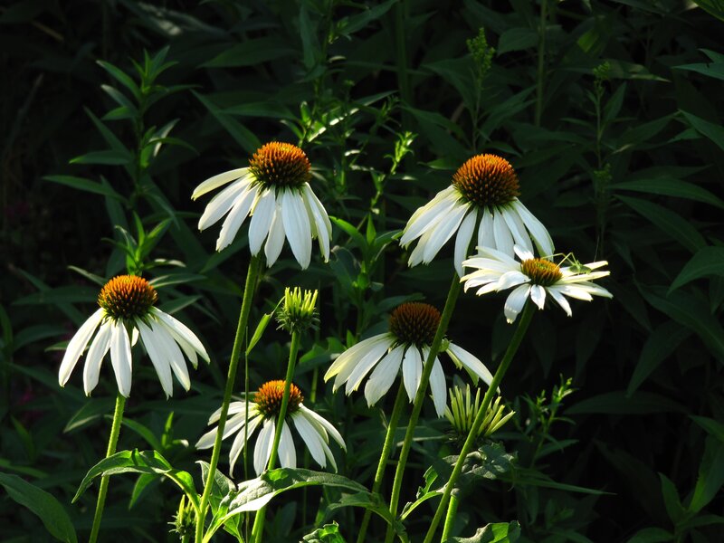 White coneflowers in sunlight