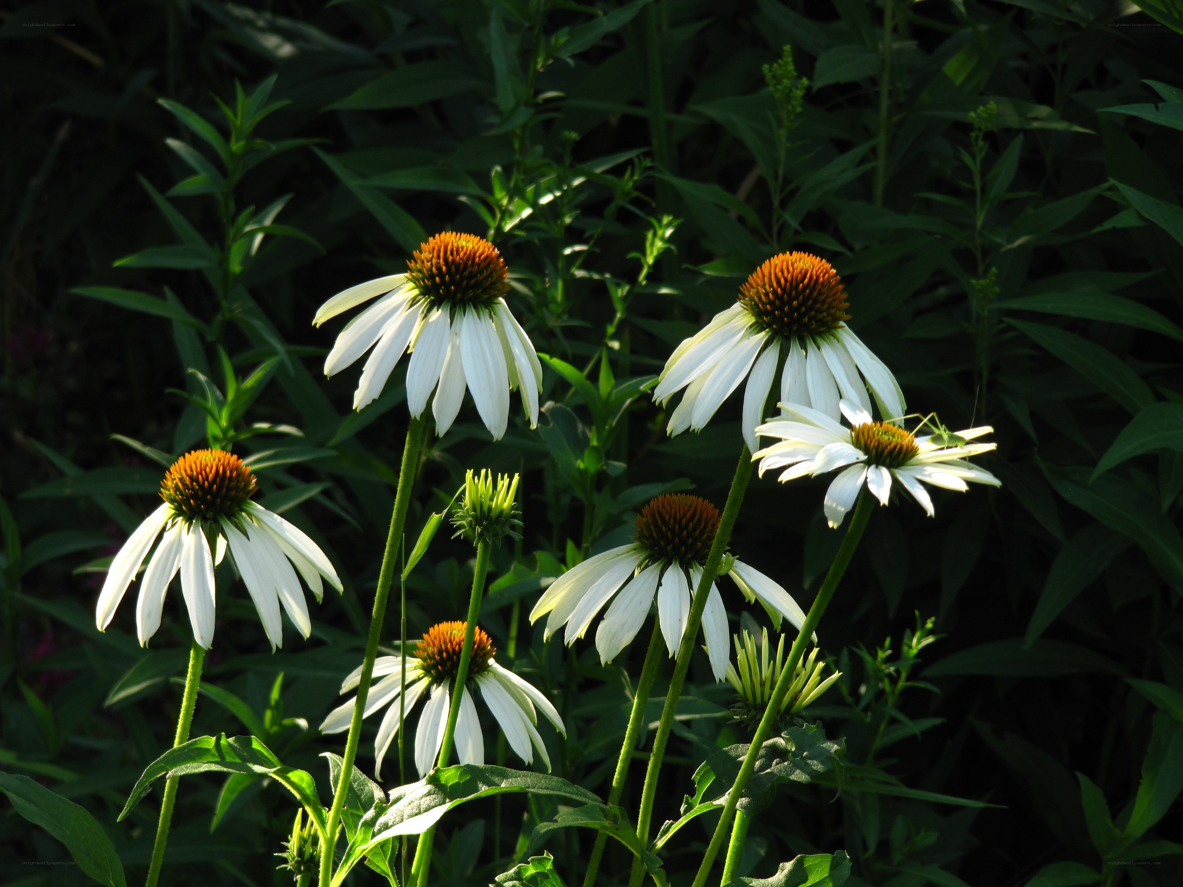 White coneflowers in sunlight