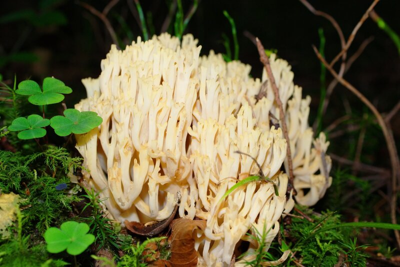 White coral fungus in forest