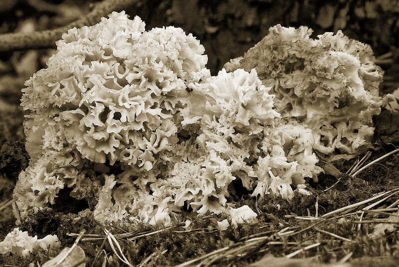white coral fungus on forest floor