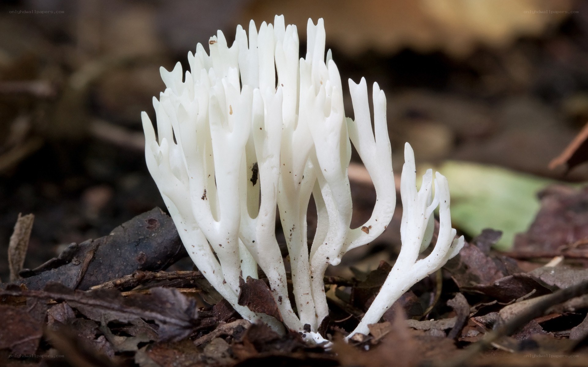 white coral fungus