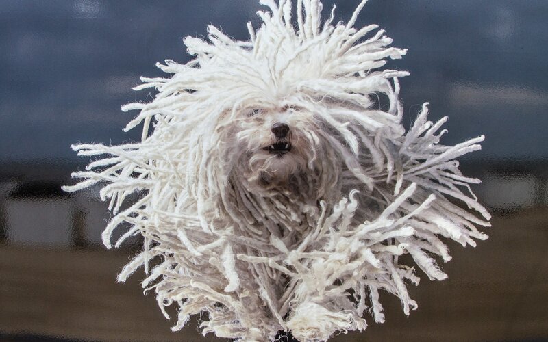 White Corded Dog — Neutral
