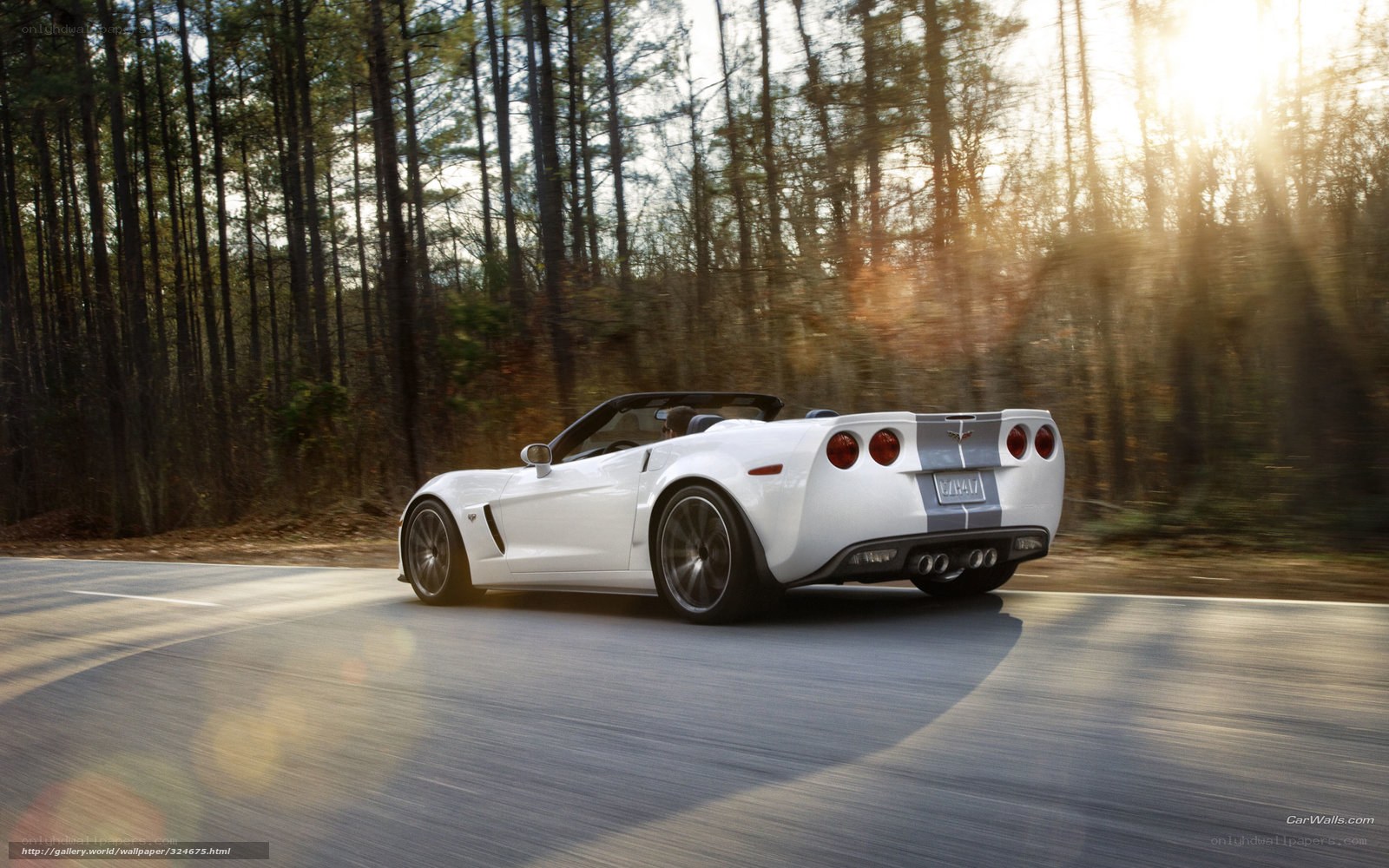 White Corvette convertible on forest road