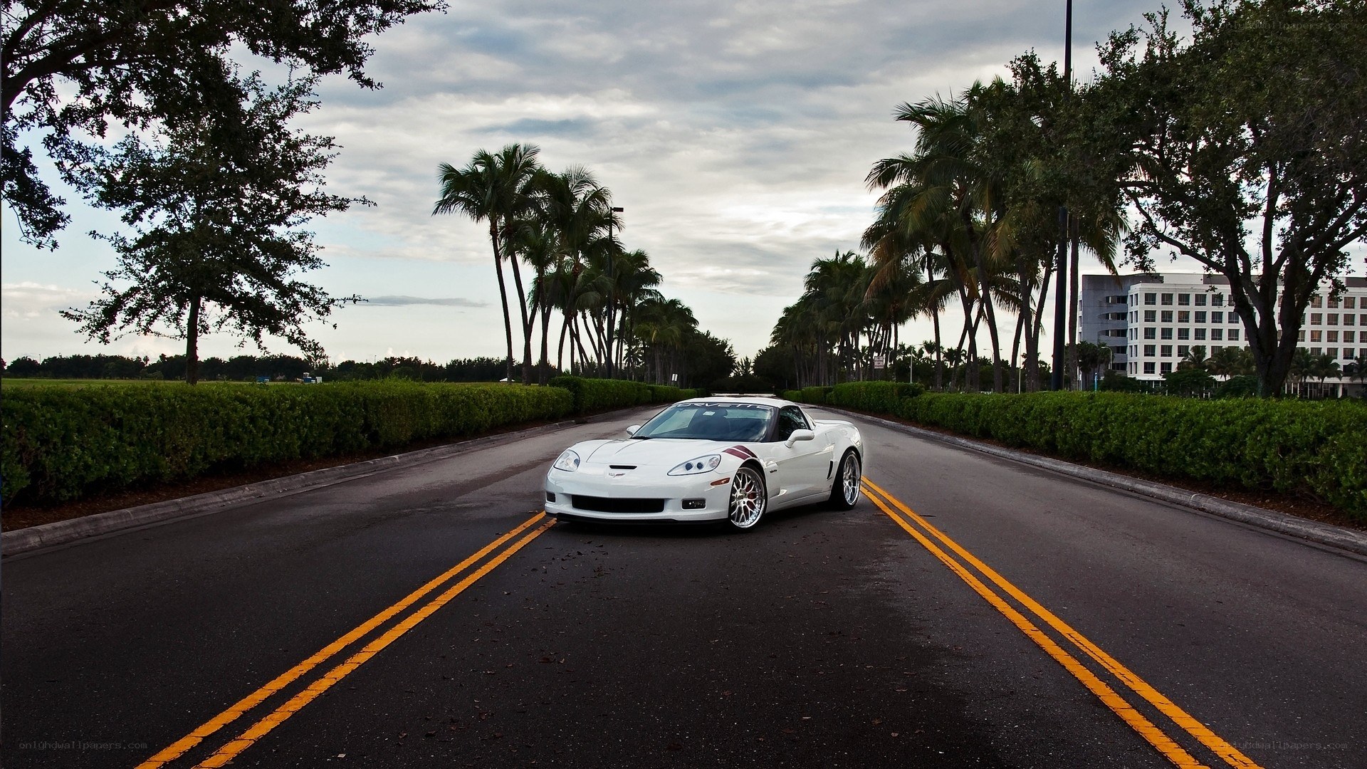 White Corvette on a palm-lined road