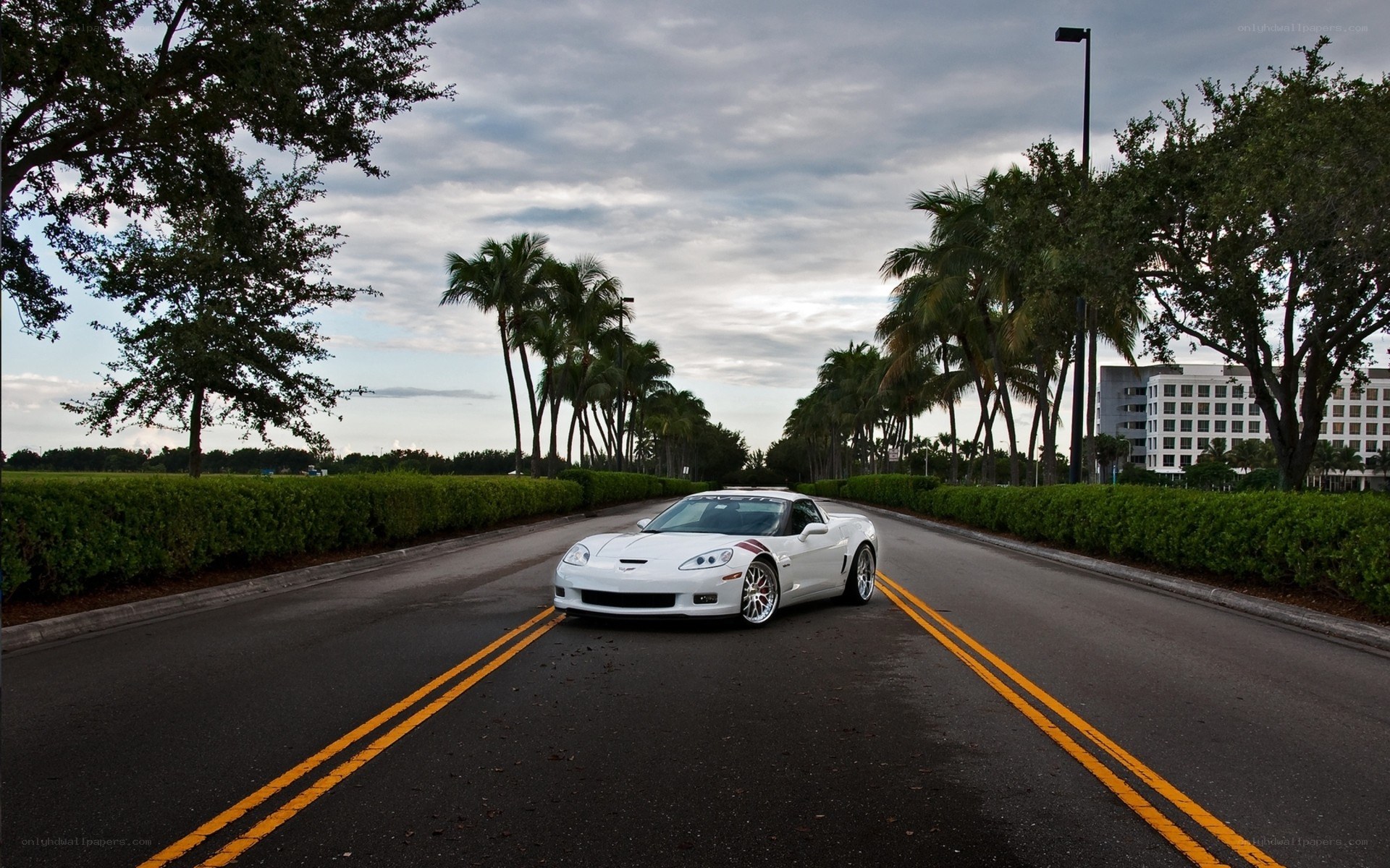 White Corvette on a palm-lined road