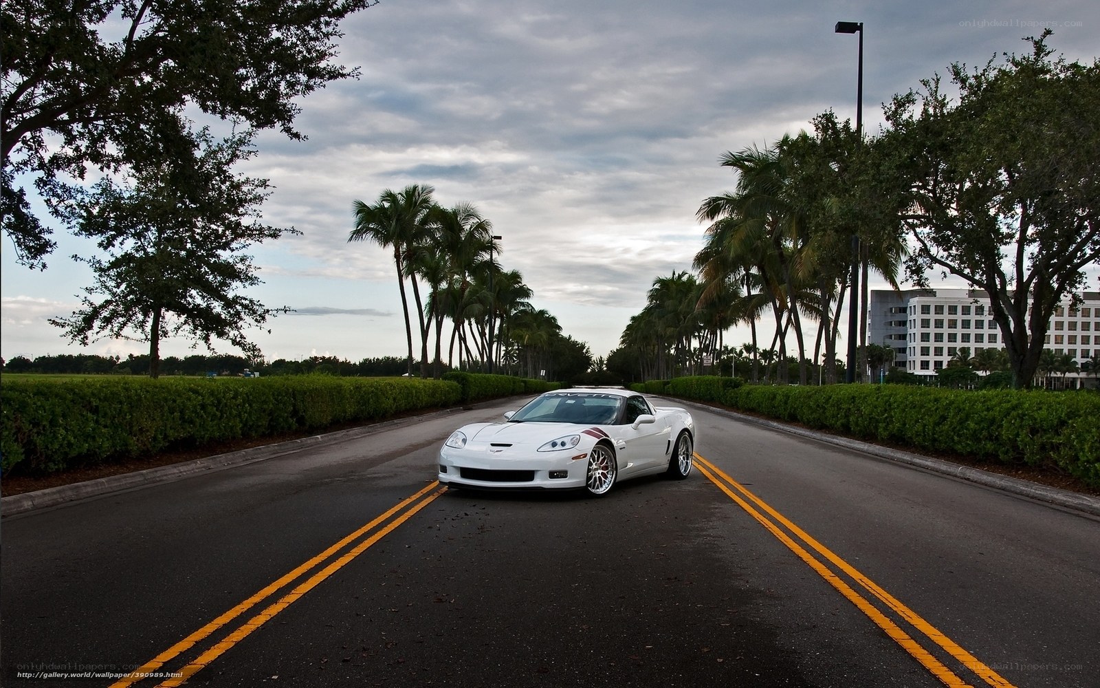 White Corvette on a palm-lined road