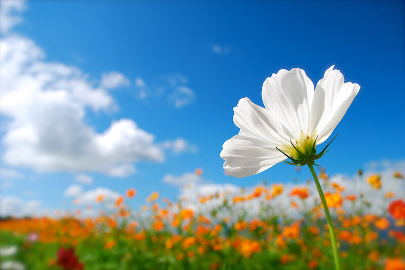 White Cosmos Flower — Blue