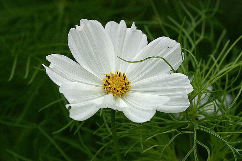 White Cosmos Flower — Calm, Afternoon, Photograph