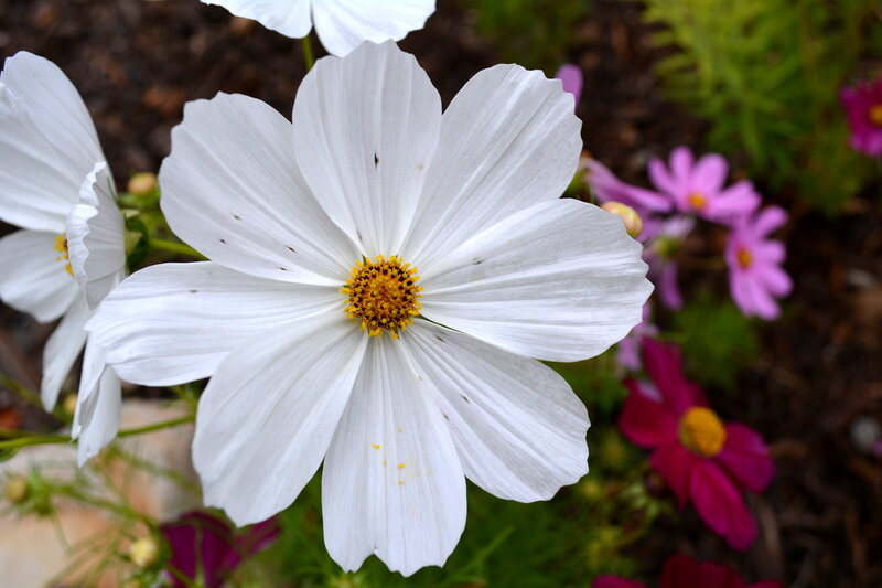 White Cosmos Flower — Calm, Afternoon