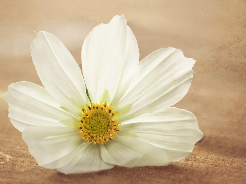 White Cosmos Flower — Calm, Photograph