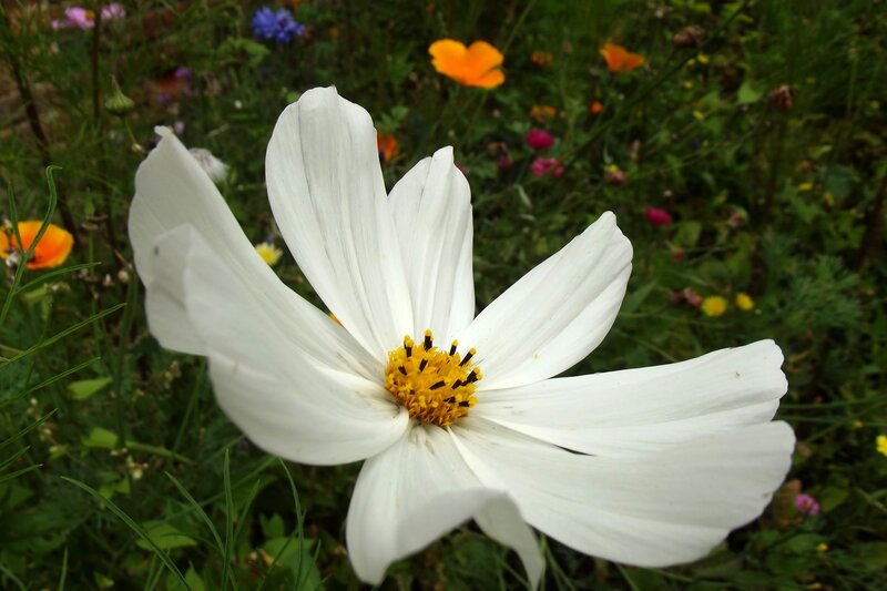 White Cosmos Flower — Calm, Summer