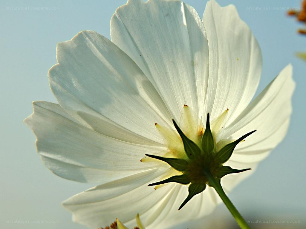 white cosmos flower close-up