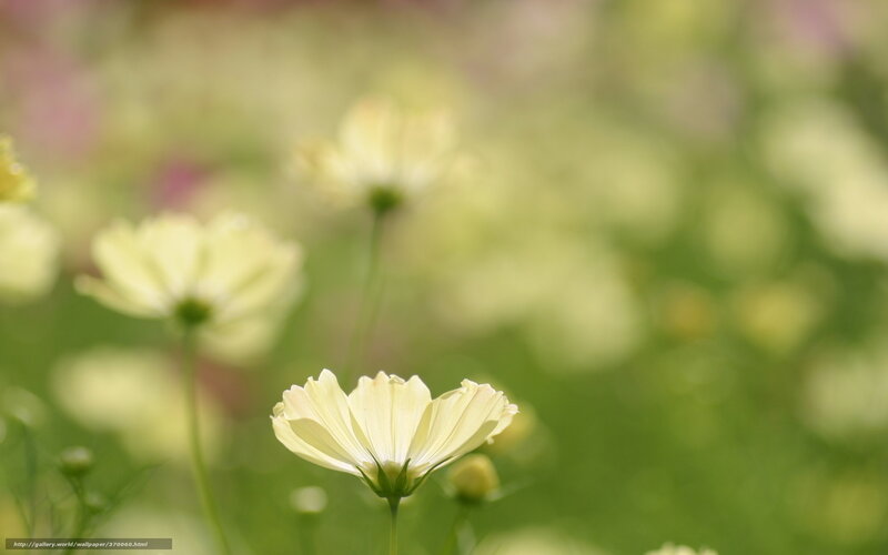 White Cosmos Flower — Green