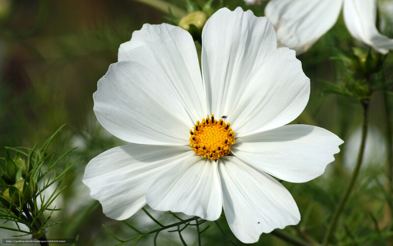 White cosmos flower in bloom