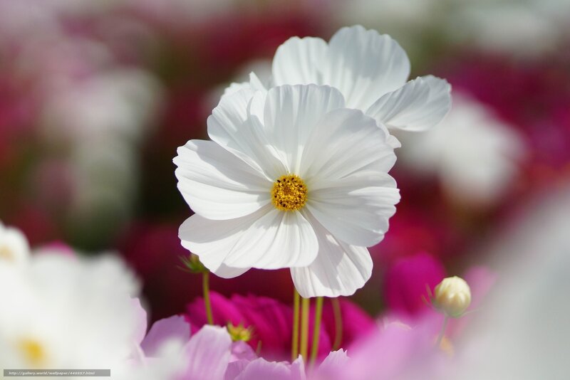 White cosmos flower in bloom