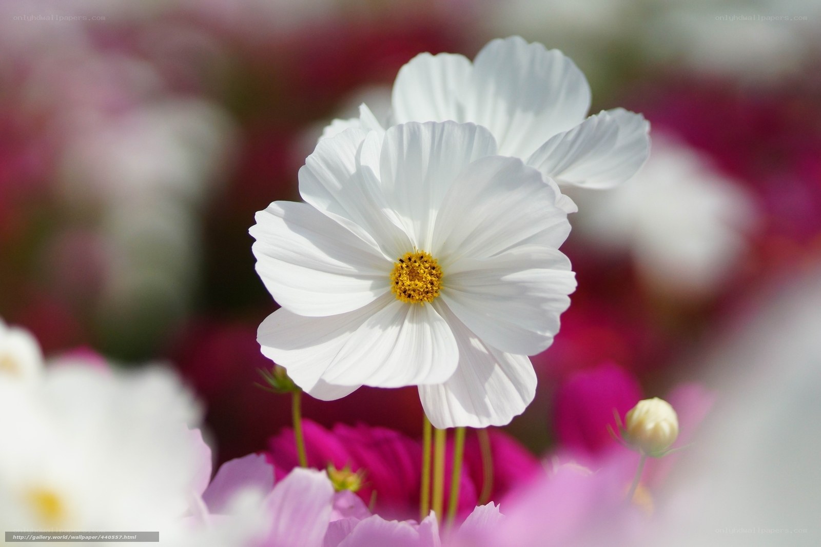 White cosmos flower in bloom