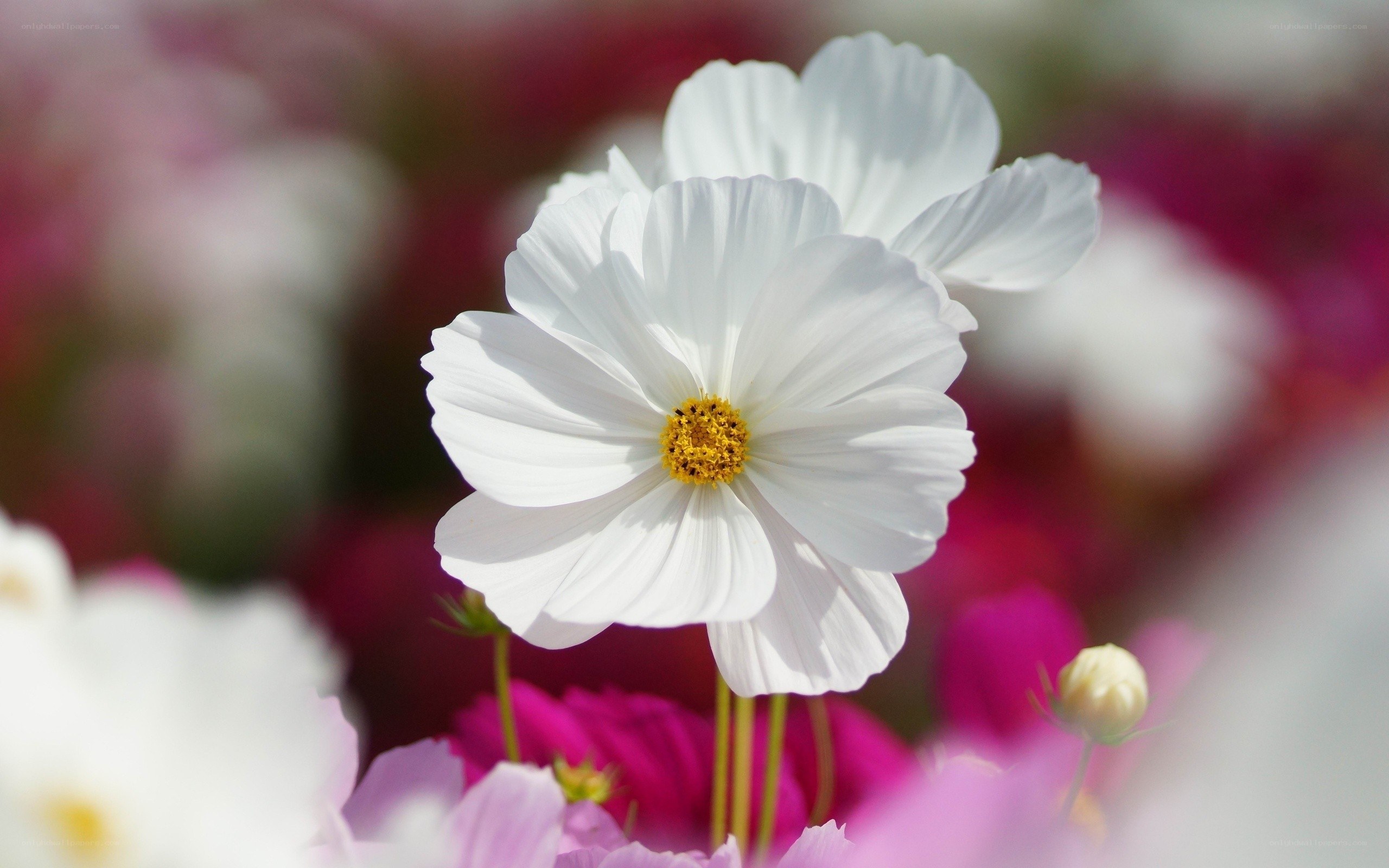 White cosmos flower in bloom