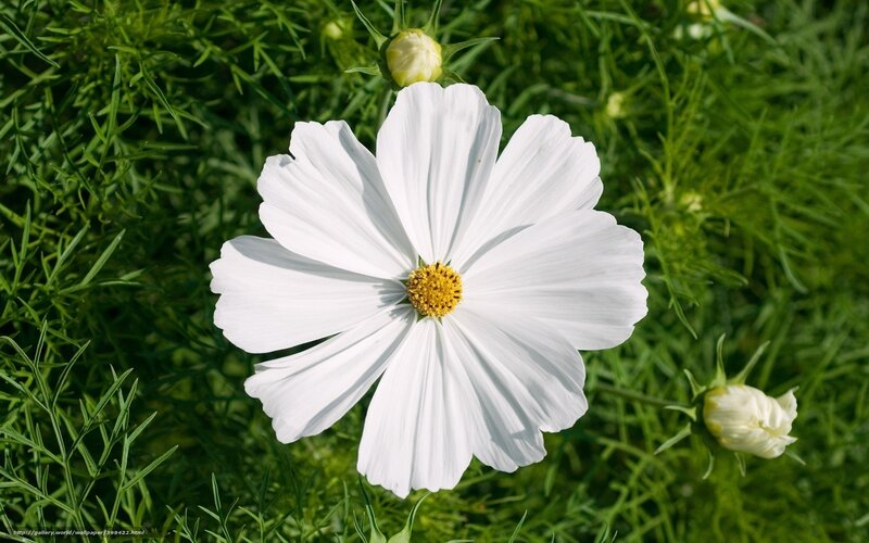 White cosmos flower in garden