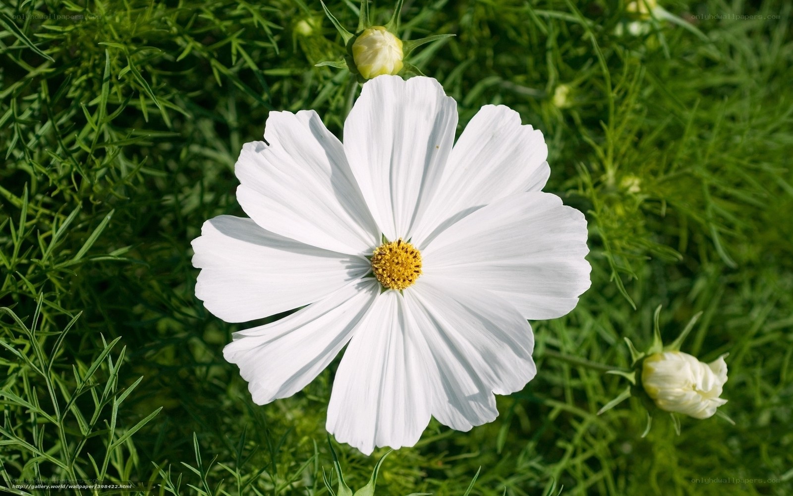 White cosmos flower in garden