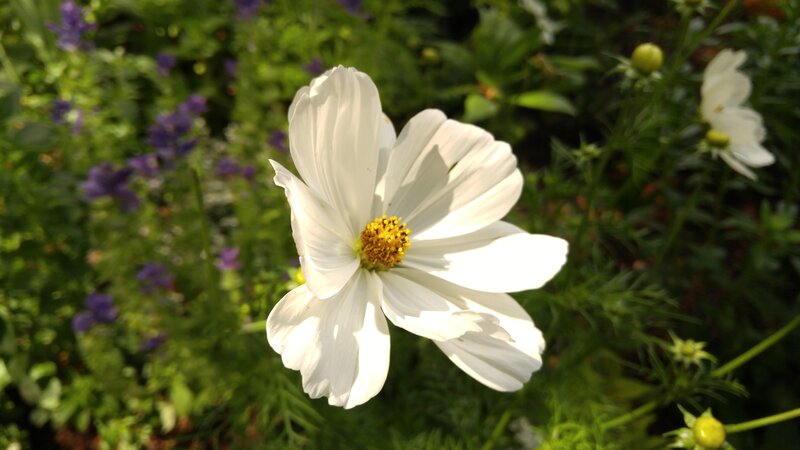 White Cosmos Flower — Serene, Afternoon, Photograph, Green Leaves