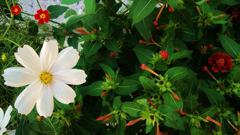 White Cosmos Flower — Serene, Afternoon, Photograph, Red Flowers
