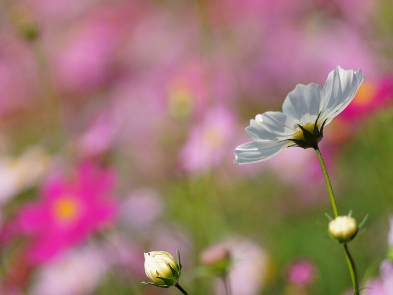 White Cosmos Flower — Serene, Afternoon, Photograph