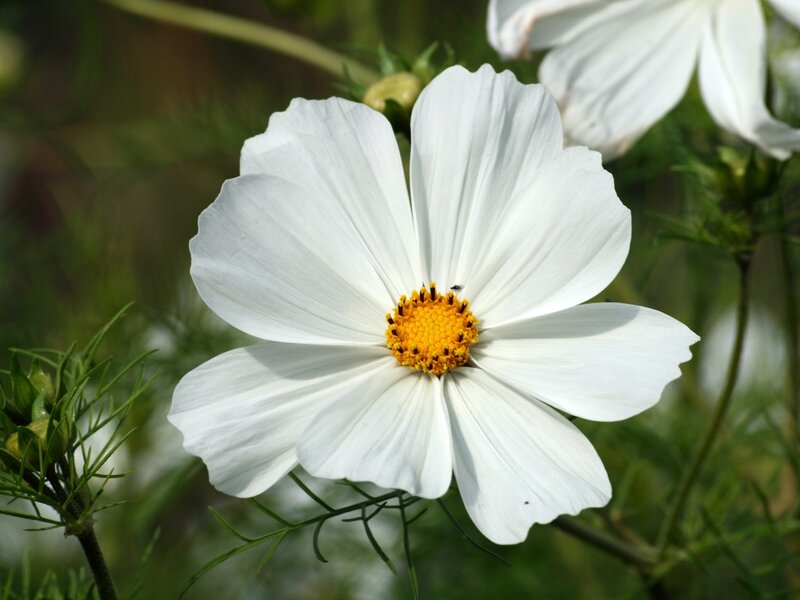 White Cosmos Flower — Serene, Afternoon, Photograph, Yellow Center