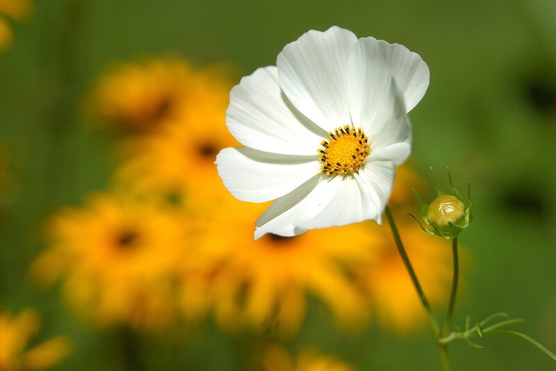 White Cosmos Flower — Serene, Afternoon, Photograph, Yellow Flowers