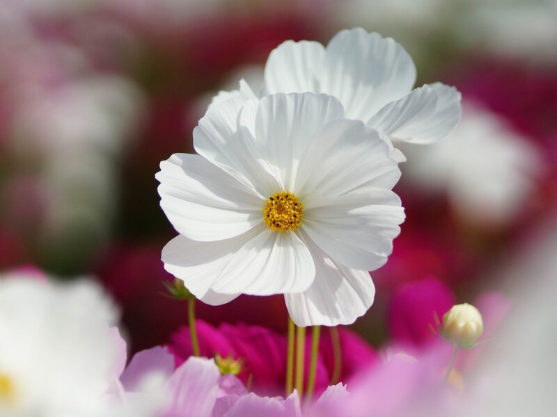 White Cosmos Flower — Serene, Afternoon