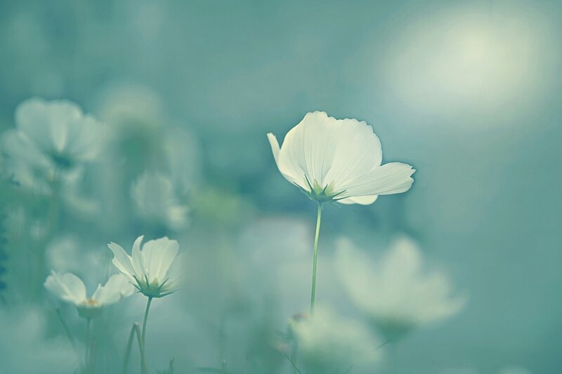 White Cosmos Flower — Serene, Morning